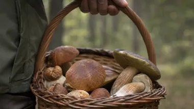 Grzybobranie w powiecie bielskim. Policja ostrzega przed zagubieniem