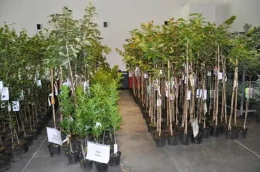 Bank drzew w Czechowicach–Dziedzicach – sadzonki dla właścicieli działek i przydomowych ogrodów