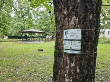 TreeTagi przy drzewach w Bielsku-Białej. Pomiary pokażą ich wartość
