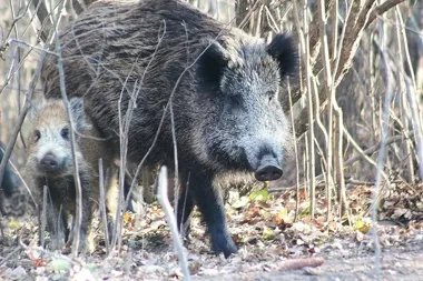 Dzikie zwierzęta w Bielsku-Białej. Urząd apeluje o niekarmienie