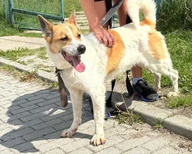 W Sarni Stok rusza Pupilovy Stok. Psy zyskają wsparcie i szansę na dom