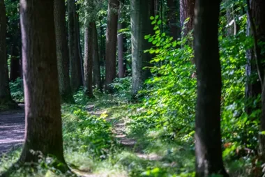 Mieszkańcy wskażą lasy ważne dla Bielska-Białej i okolic