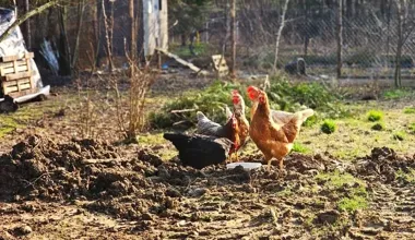 Jesienne migracje zwiększają ryzyko ptasiej grypy. Apel do hodowców