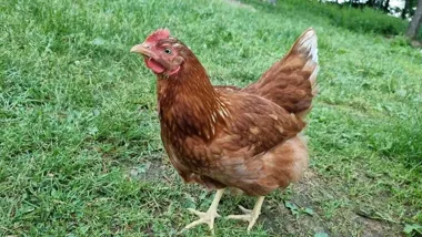 Piąte ognisko rzekomego pomoru drobiu w regionie. Hodowcy znów muszą zaostrzyć czujność