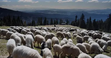 Redyk Wierchowy 2026 - film, który prowadzi przez beskidzką pamięć
