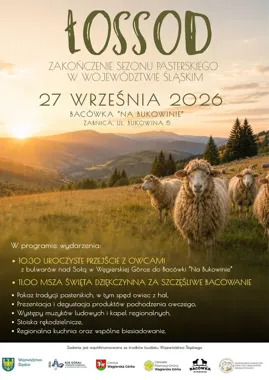 Owce schodzą z hal. ŁOSSOD 2026 zaprasza do Żabnicy na finał bacowania.