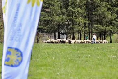 Owce wracają na beskidzkie hale. Rychwałd otwiera pasterski sezon